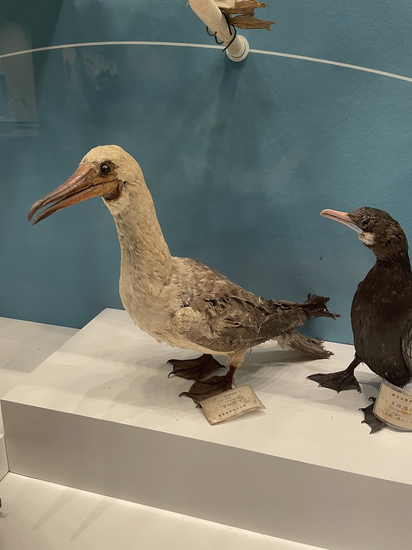 Red-Footed Booby/ Sula sula from Wuhan University Wanlin Museum