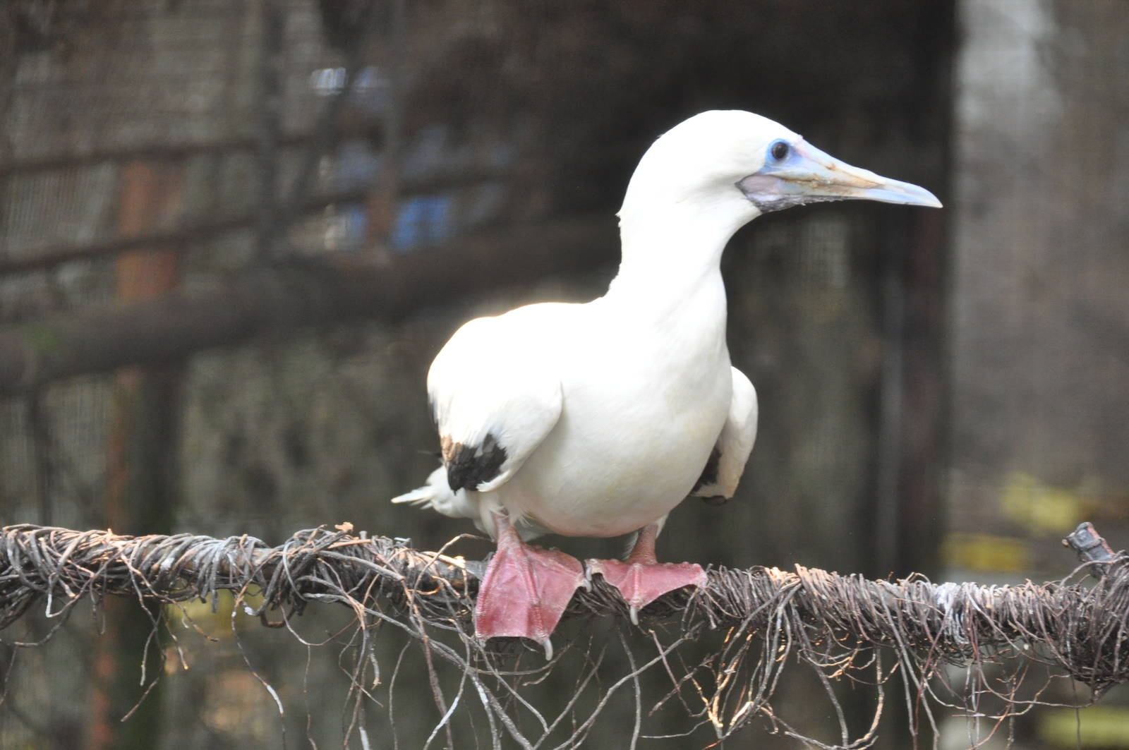 Red-footed booby/ Sula sula rubripes