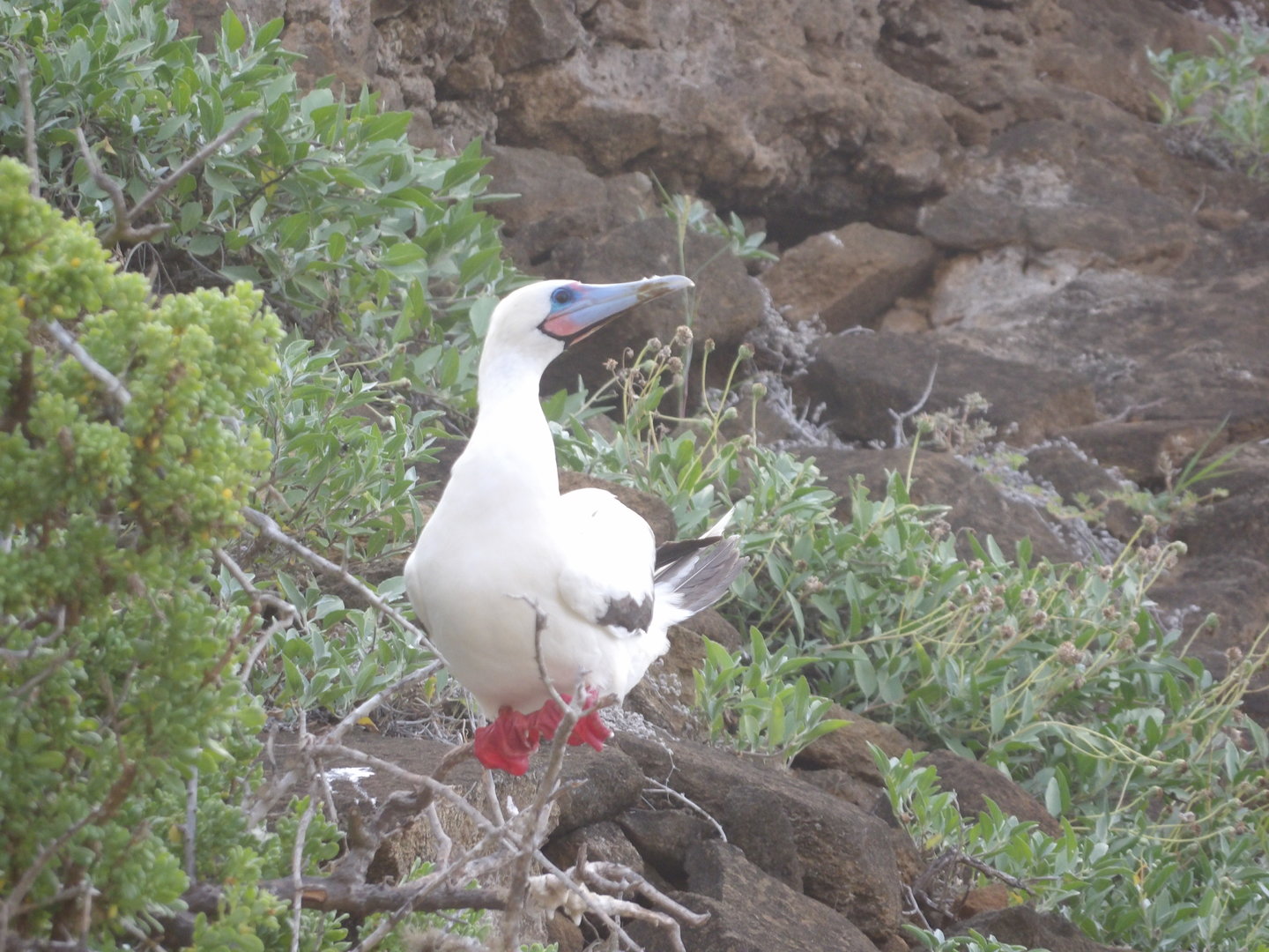 Red-Footed Booby(Sula sula)