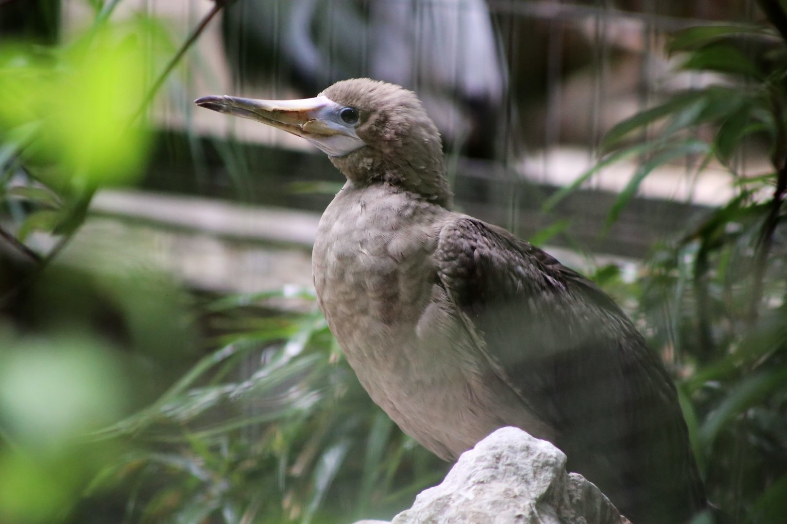 Red-footed Booby (Sula sula)