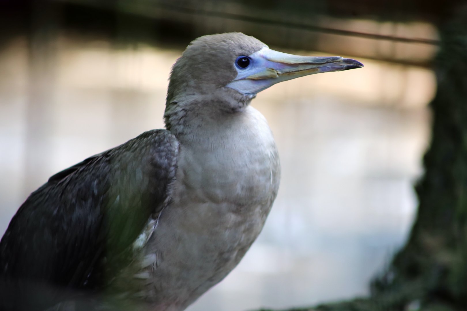 Red-footed Booby (Sula sula)