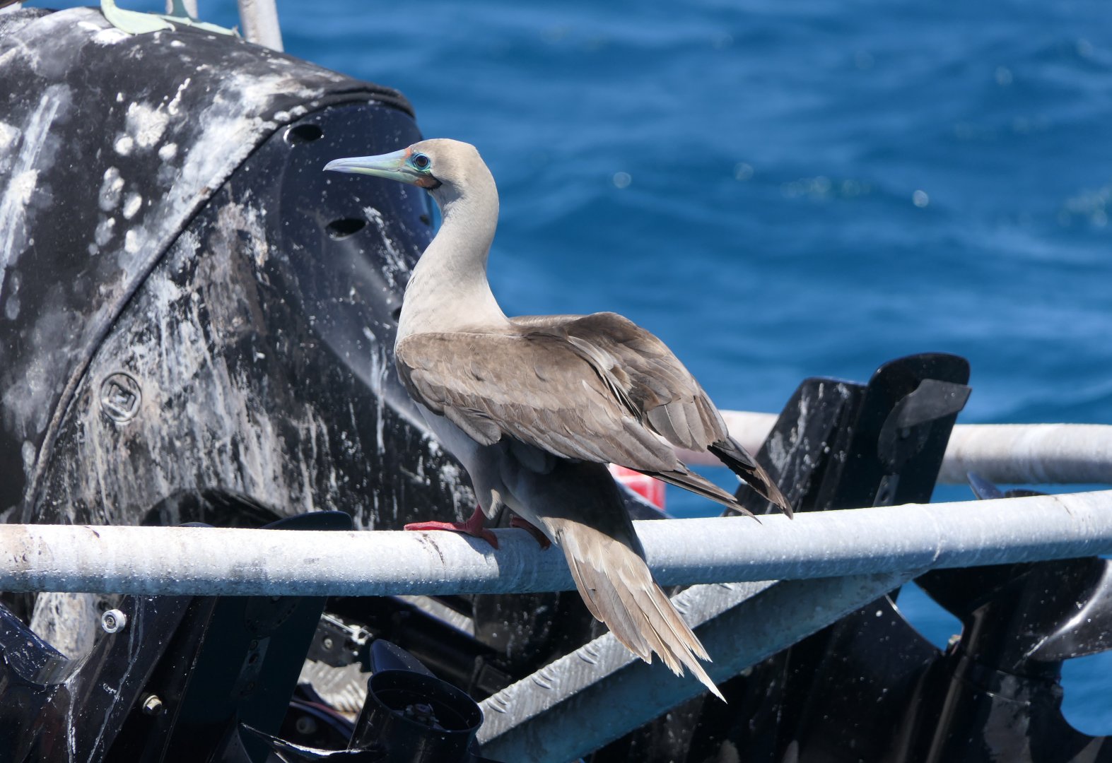 Red-footed Booby (Sula sula)