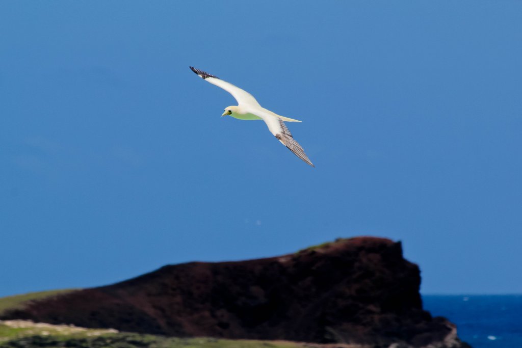 Red-footed Booby (wild)