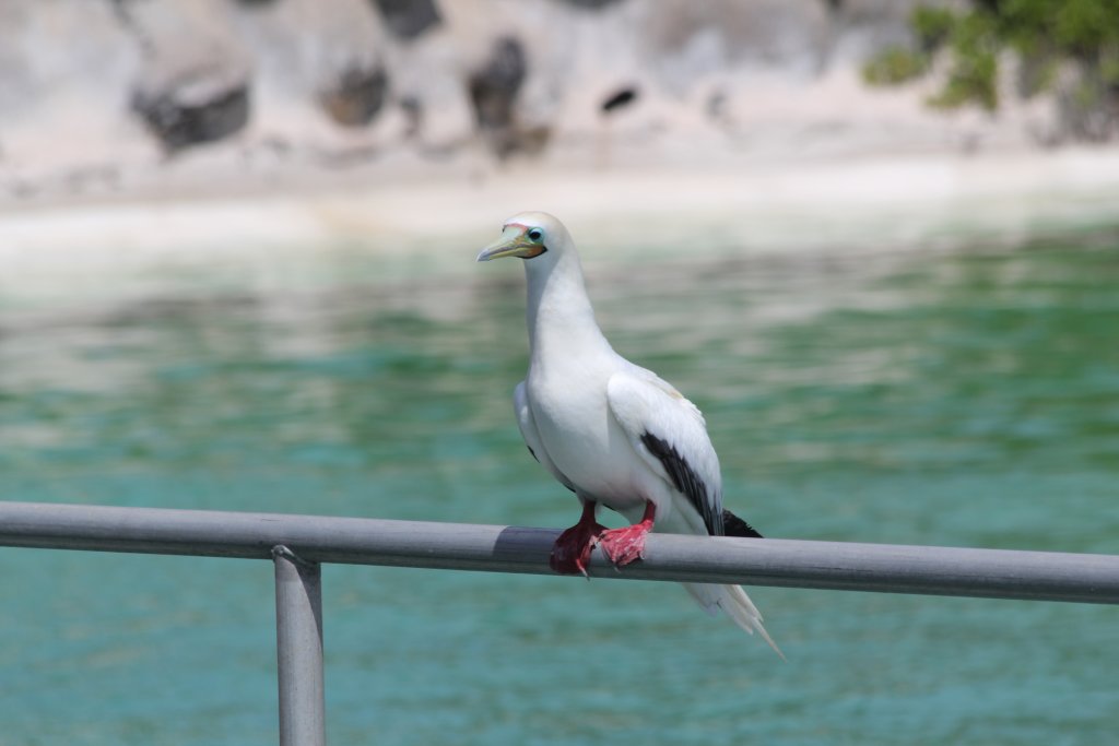 Red-footed Booby (wild)
