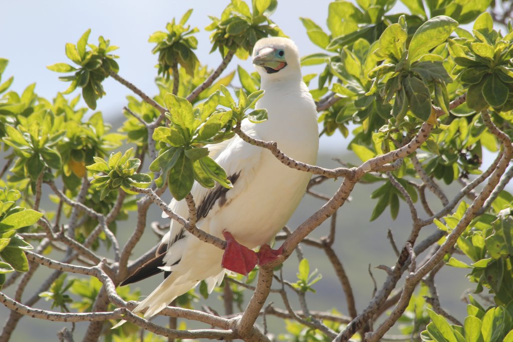 Red-footed Booby (wild)