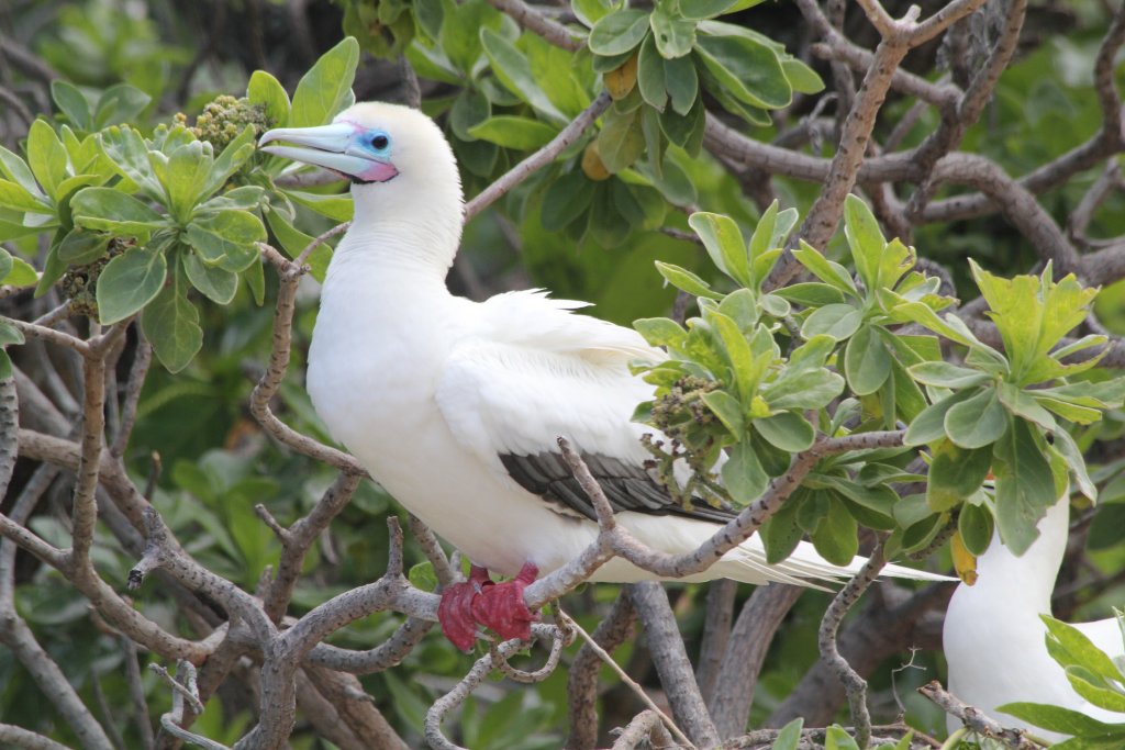 Red-footed Booby (wild)