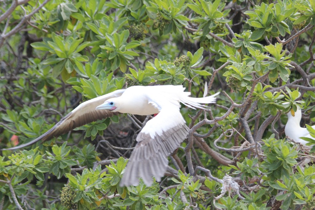 Red-footed Booby (wild)