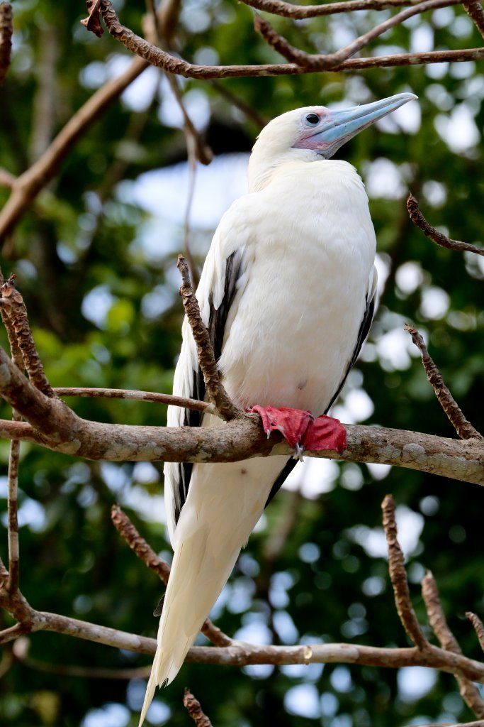 Red-footed Booby