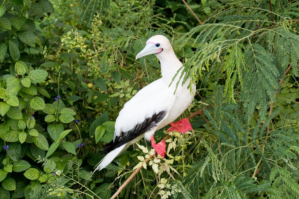 Red-footed Booby