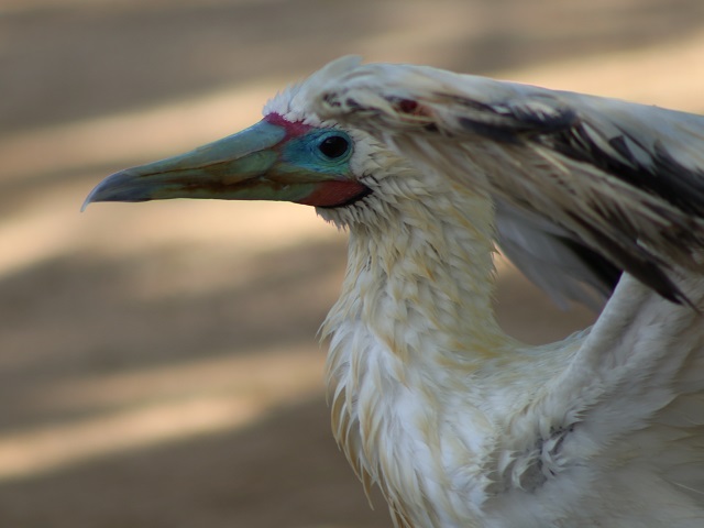 Red-footed Booby