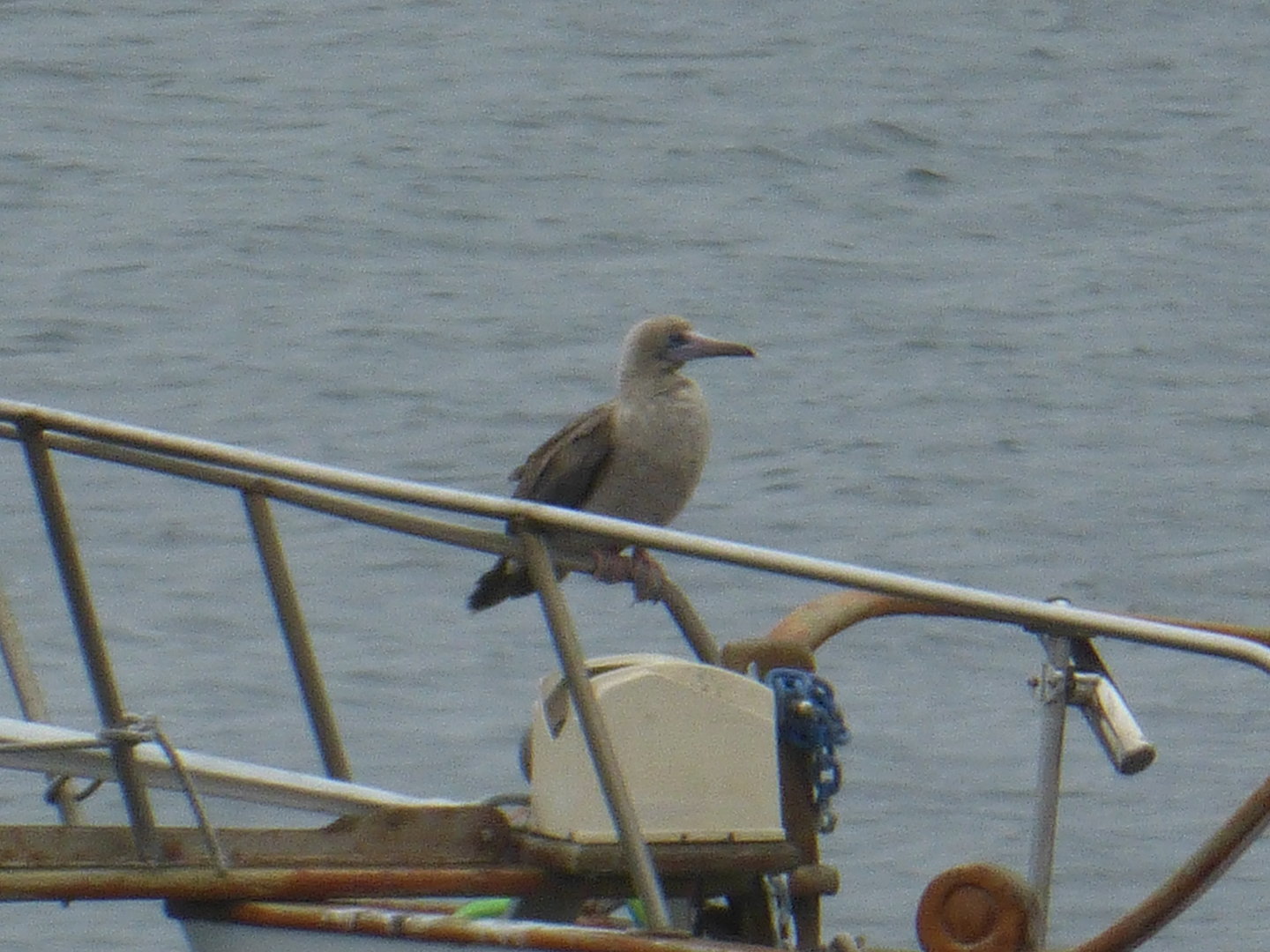 Red footed booby