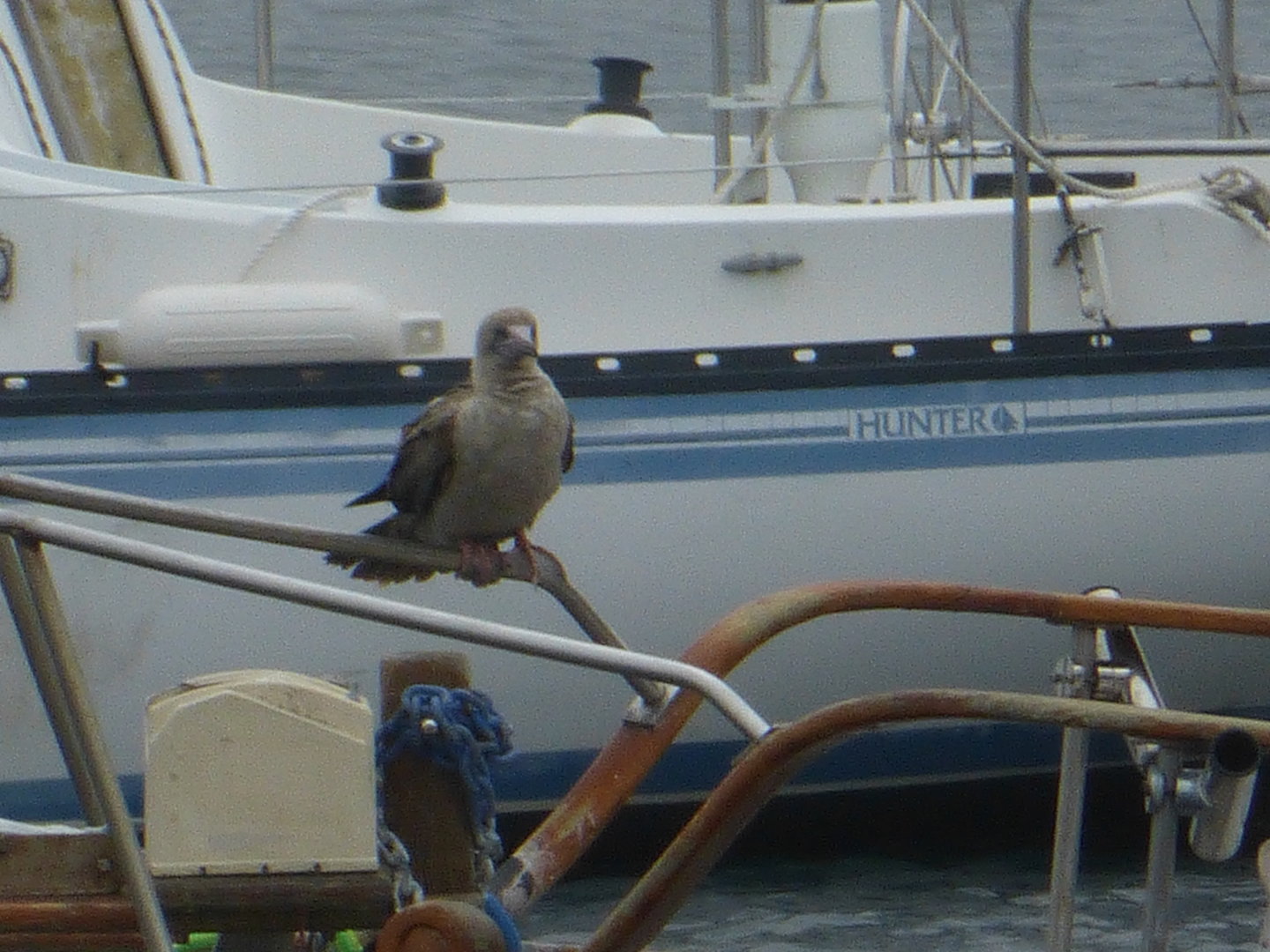 Red footed booby