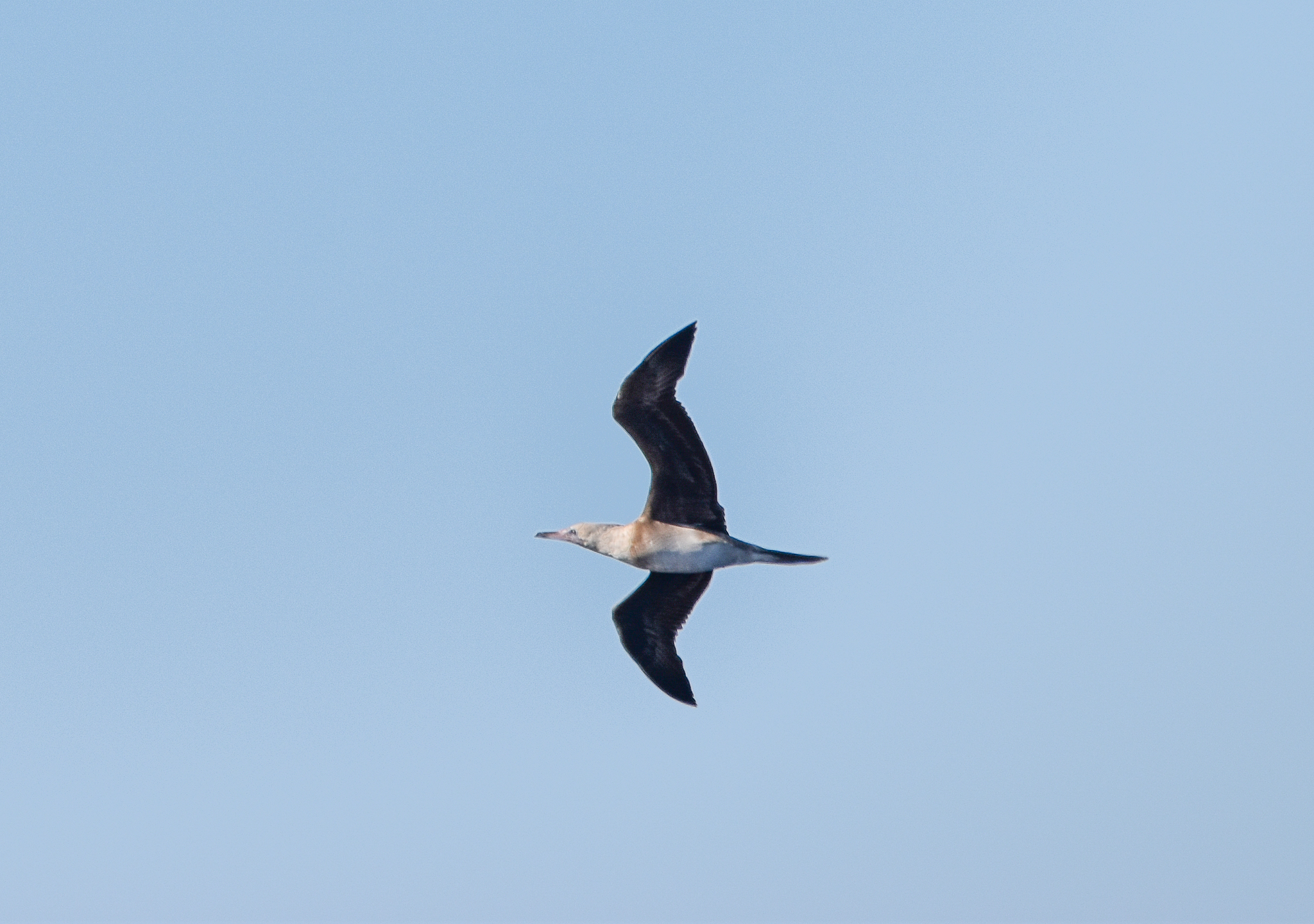 Red-footed Booby