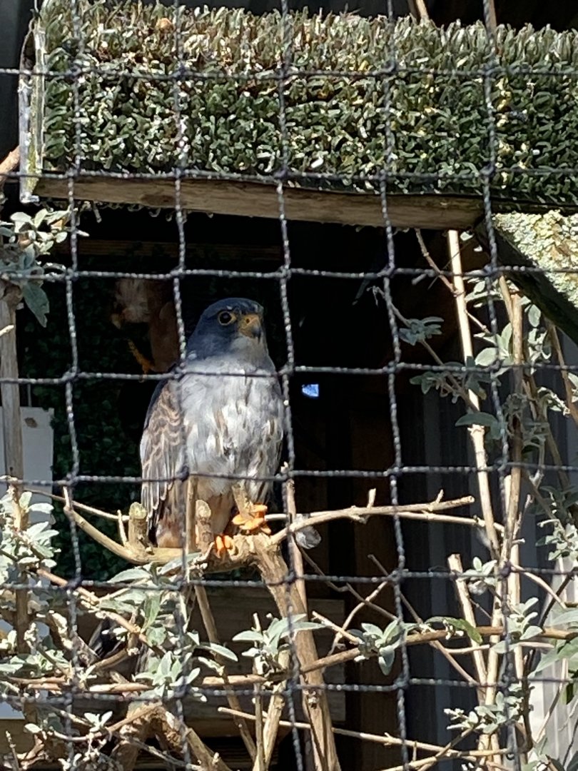 Red-footed falcon 020325