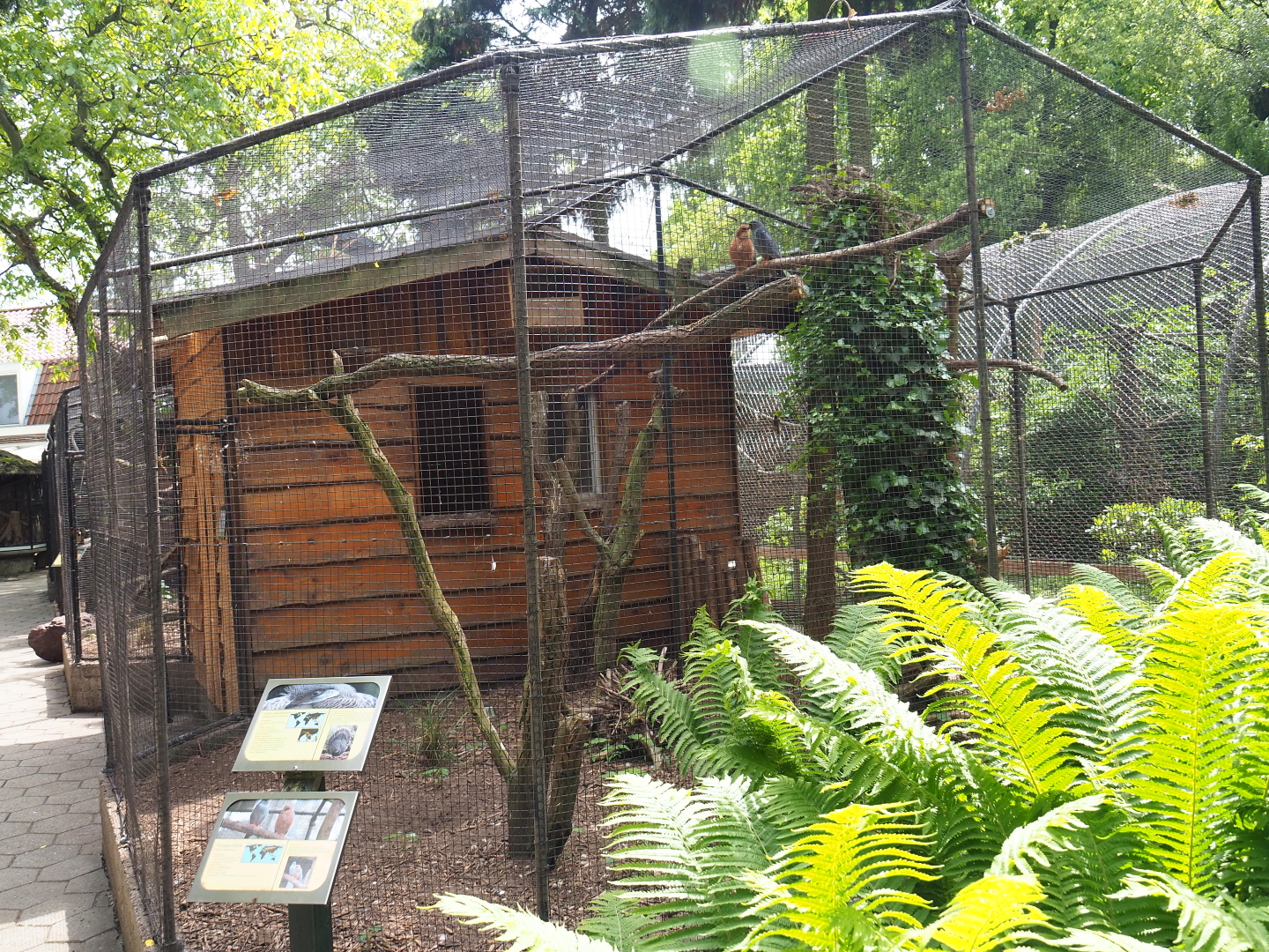 Red-footed falcon and Grey peacock pheasant aviary, 2019-05-25