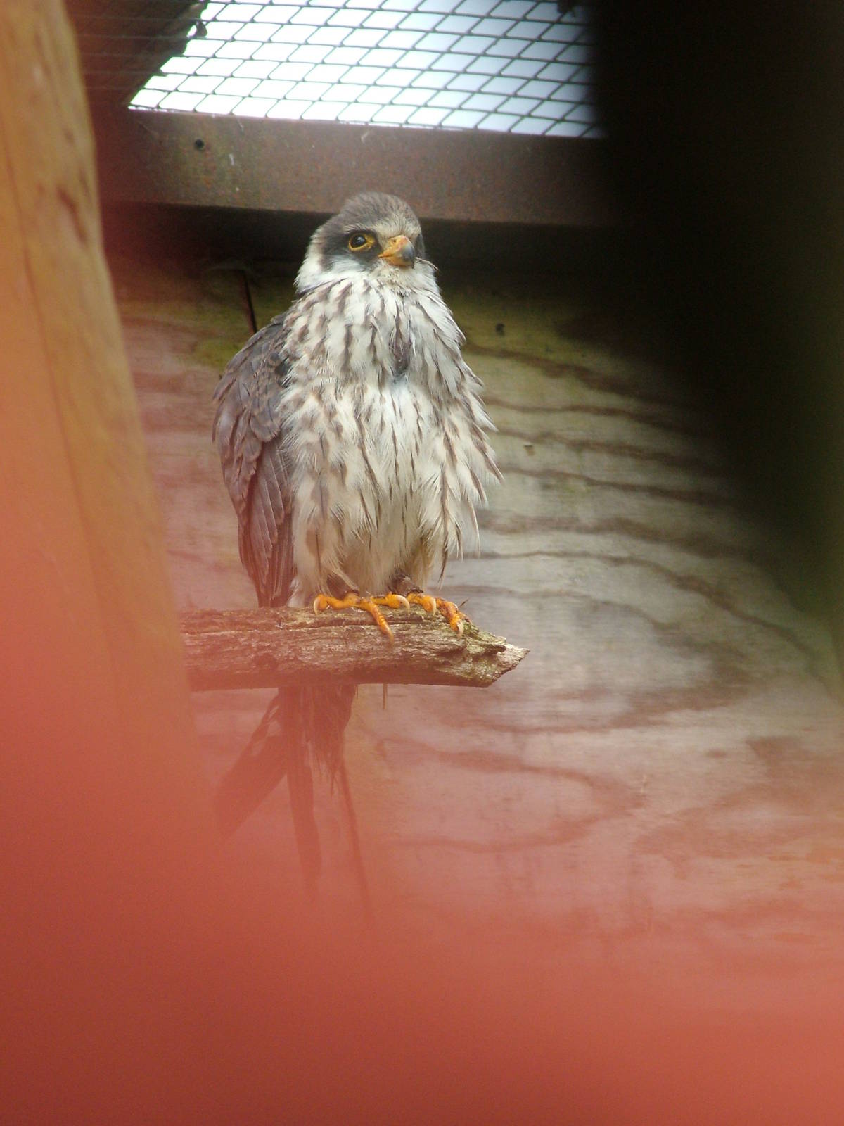 Red-footed Falcon at Cotswold Falconry 05/03/11