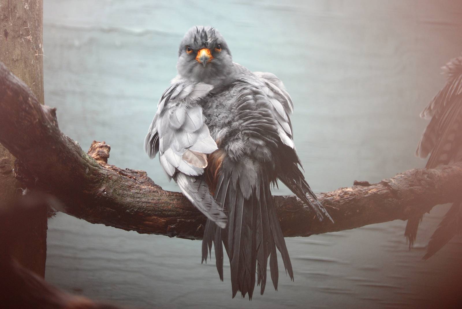 Red-footed Falcon at Cotswold Falconry Centre, 13/09/13