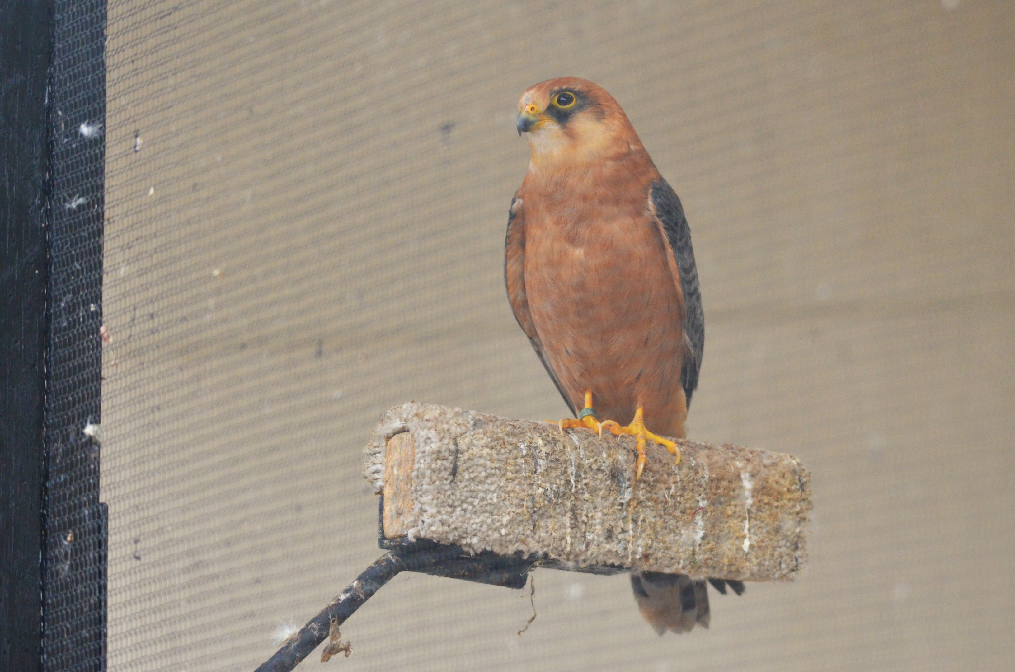 Red-footed Falcon at ICBP Newent, 07/10/17