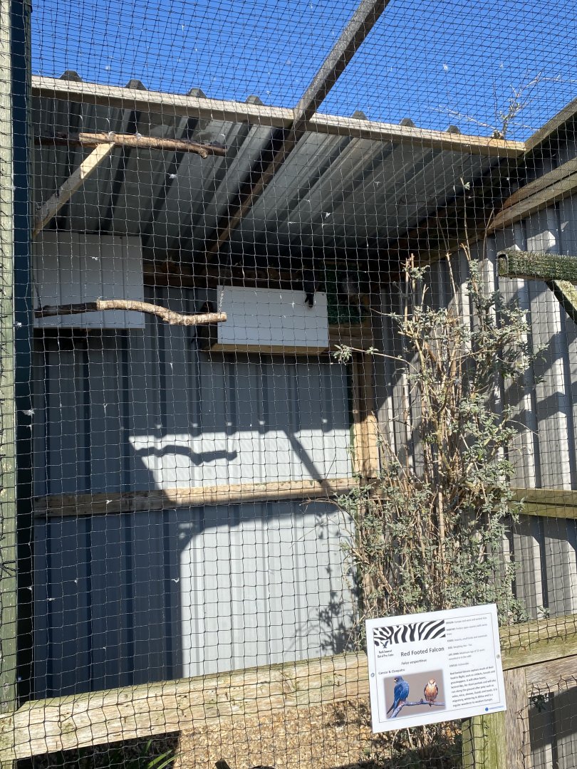 Red-footed falcon aviary 020325