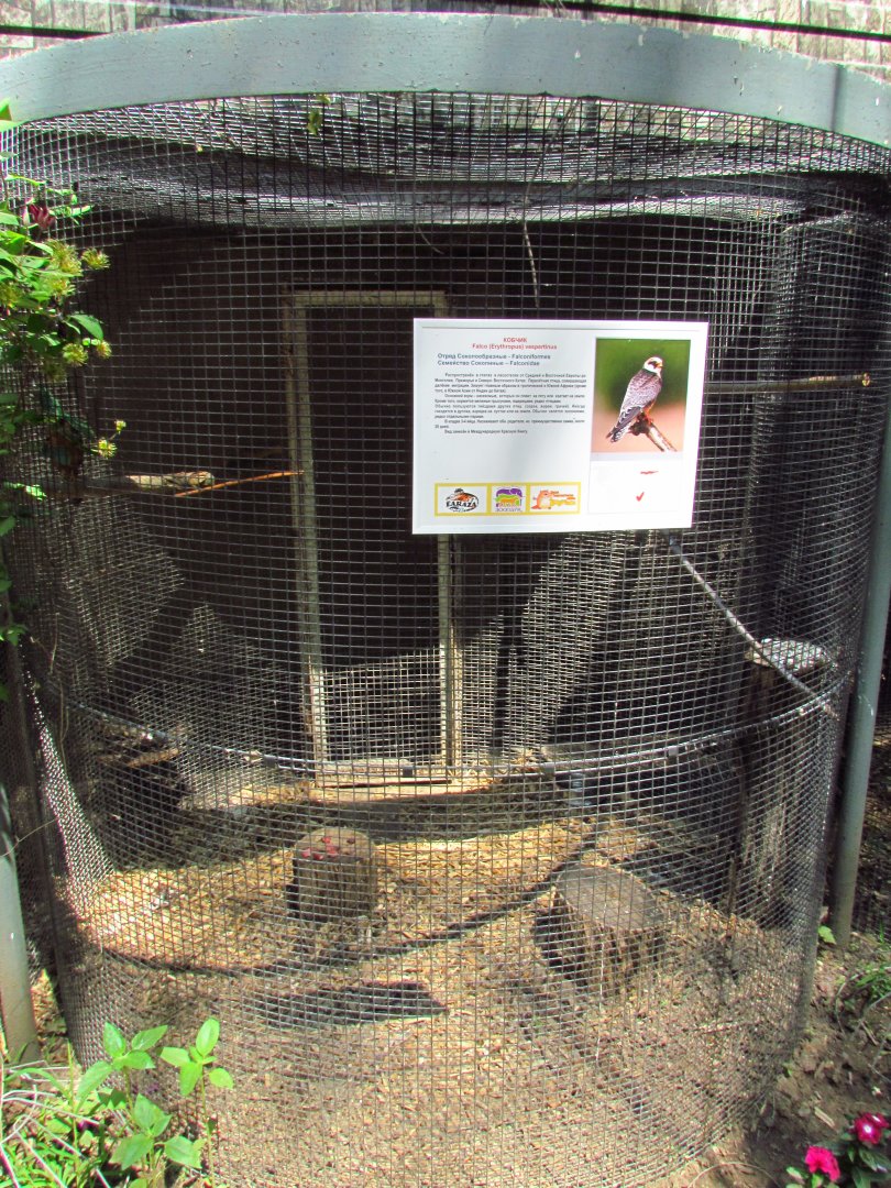 Red-footed falcon exhibit