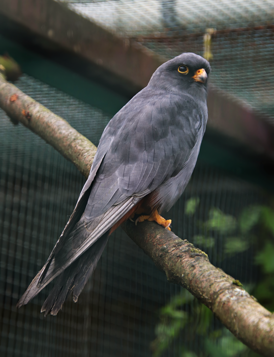 Red-footed falcon (Falco vespertinus)