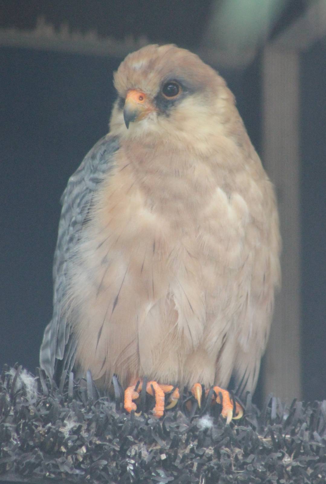 Red-footed falcon female