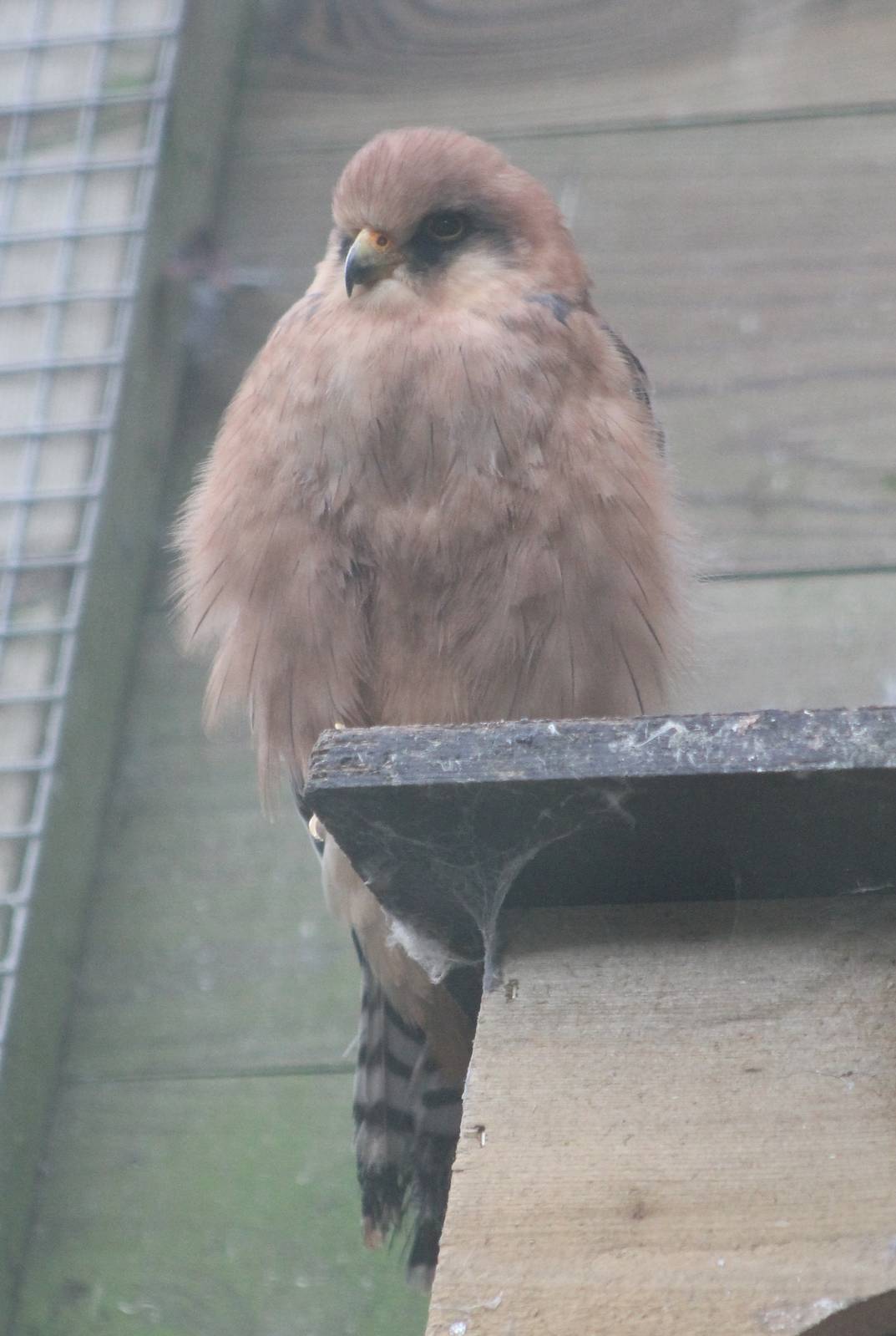 Red-footed falcon female