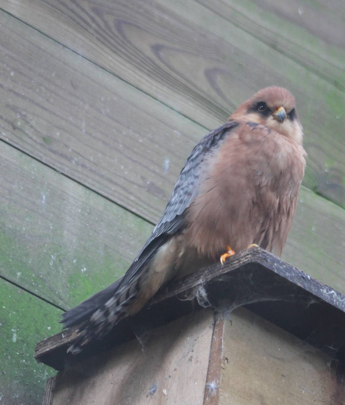 Red-footed falcon female