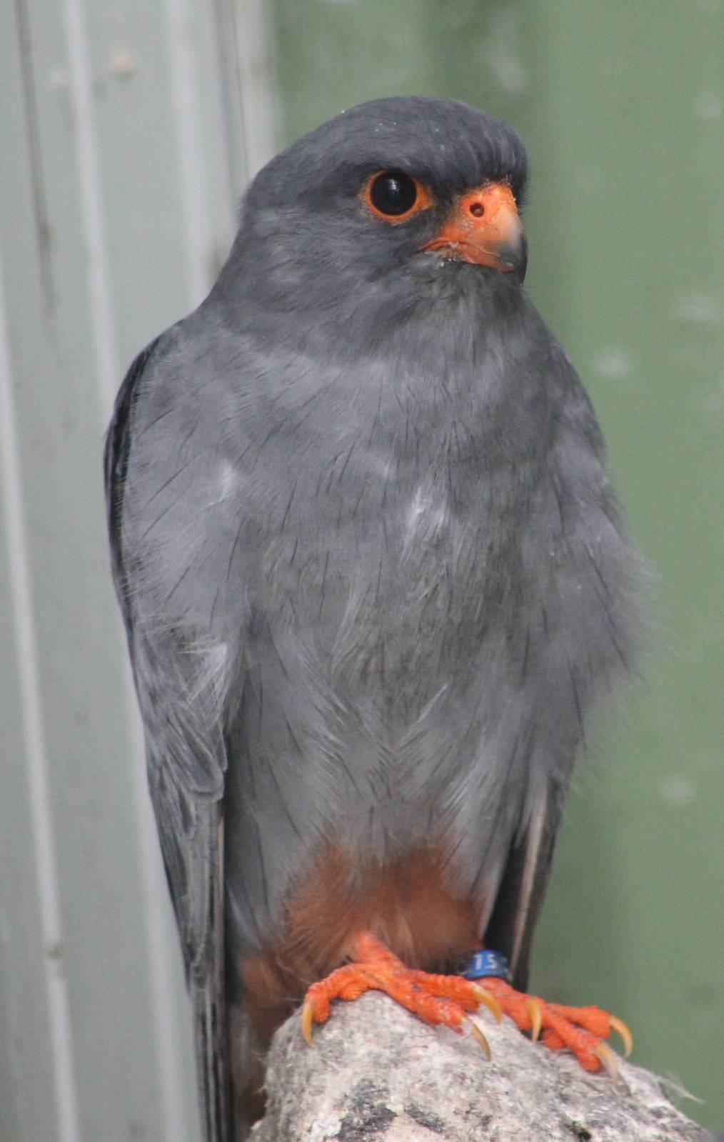 Red-footed falcon male