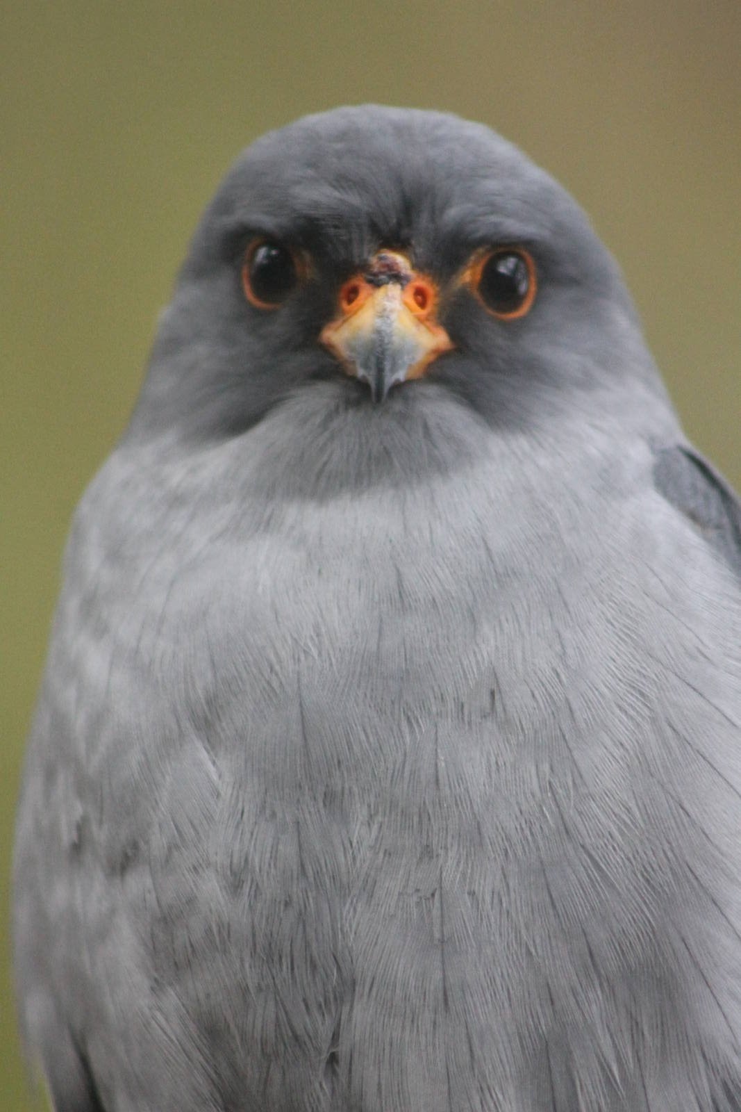 Red-footed falcon male