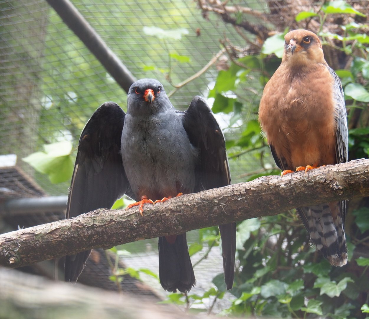 Red-footed falcon pair (Falco vespertinus), 2019-05-25