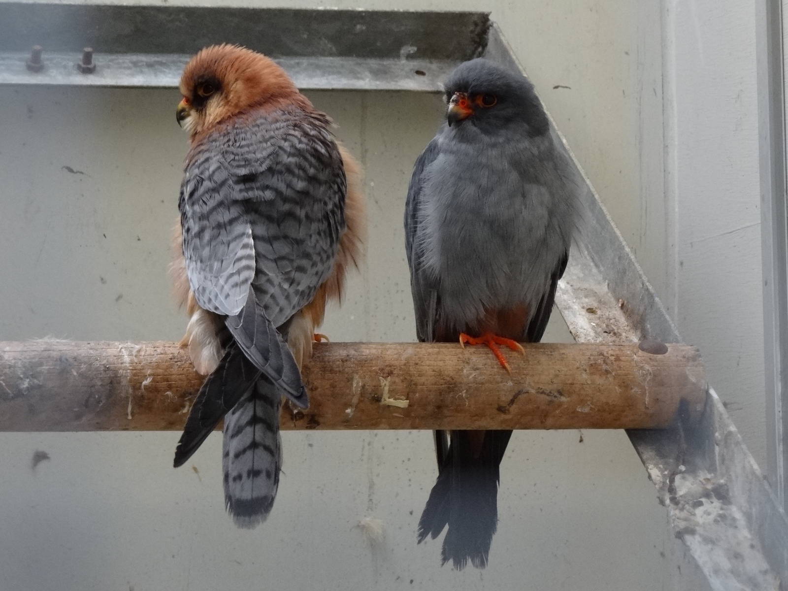Red-footed falcon