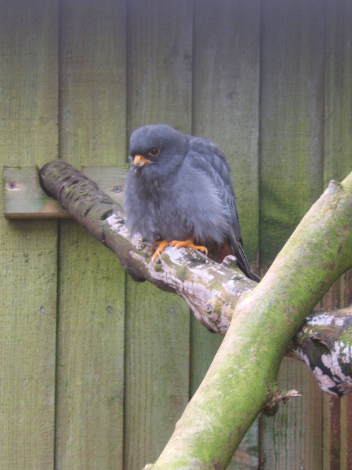 Red-footed Falcon