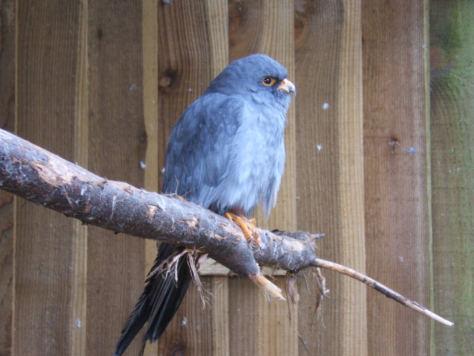 Red-footed Falcon