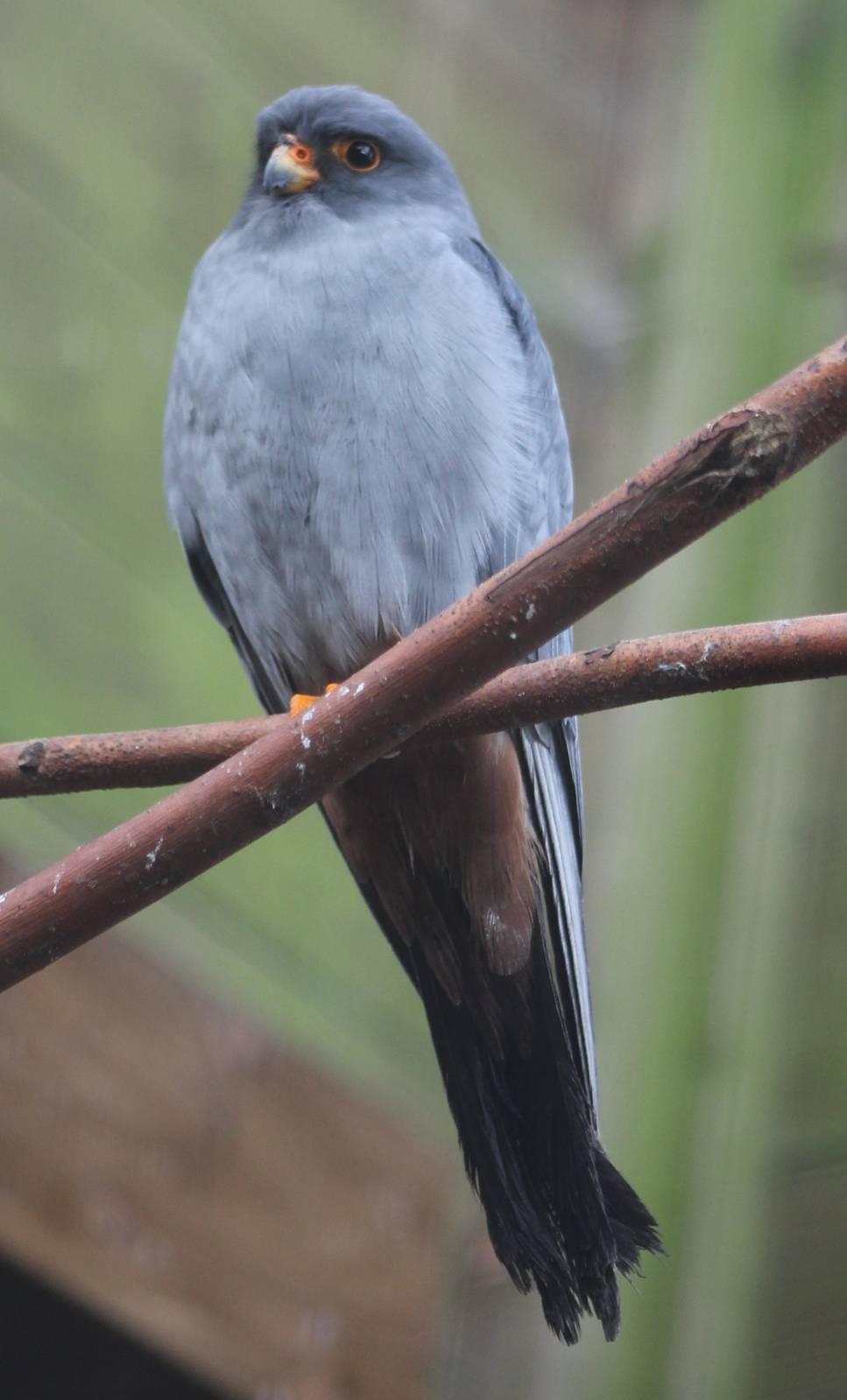 Red-footed falcon