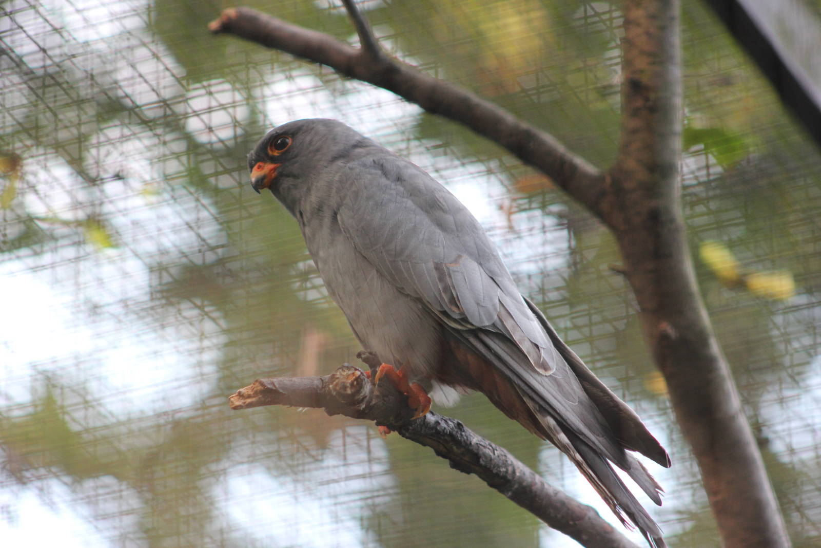 Red-footed falcon
