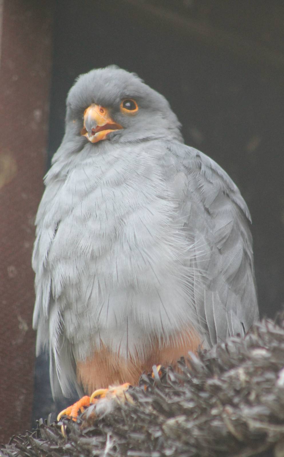 Red-footed falcon