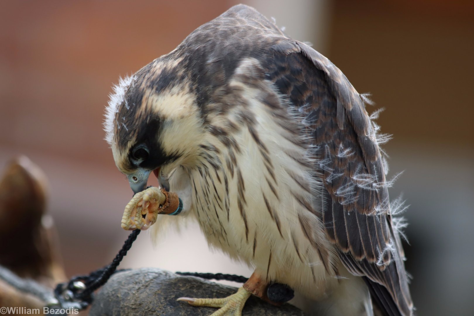 Red-footed Falcon