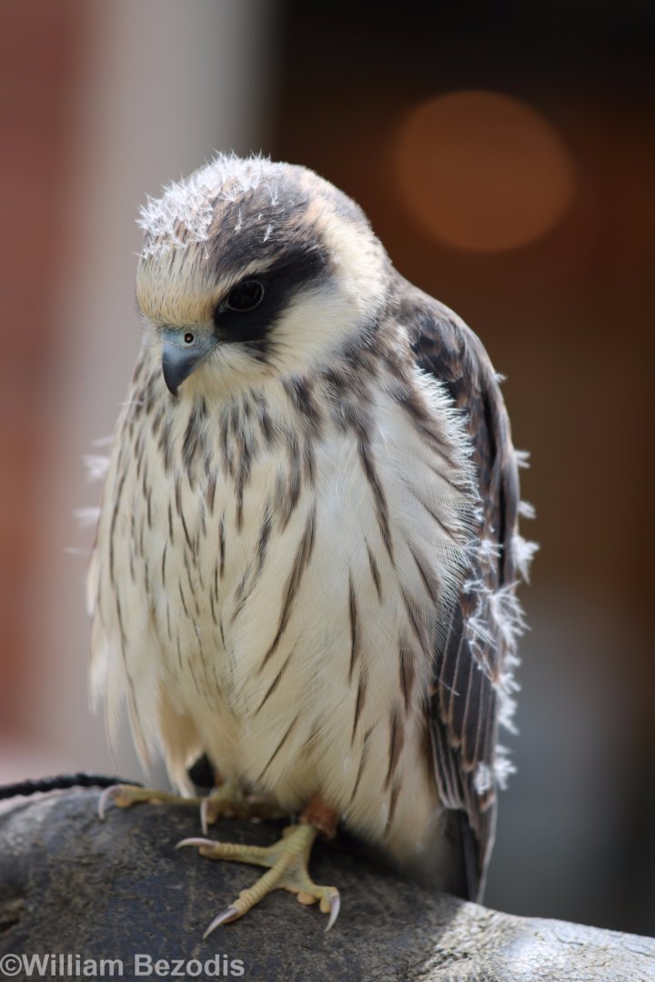 Red-footed Falcon