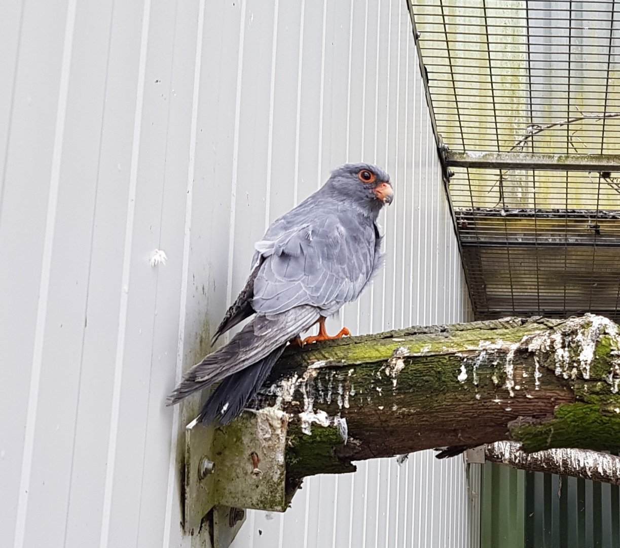 Red-footed falcon