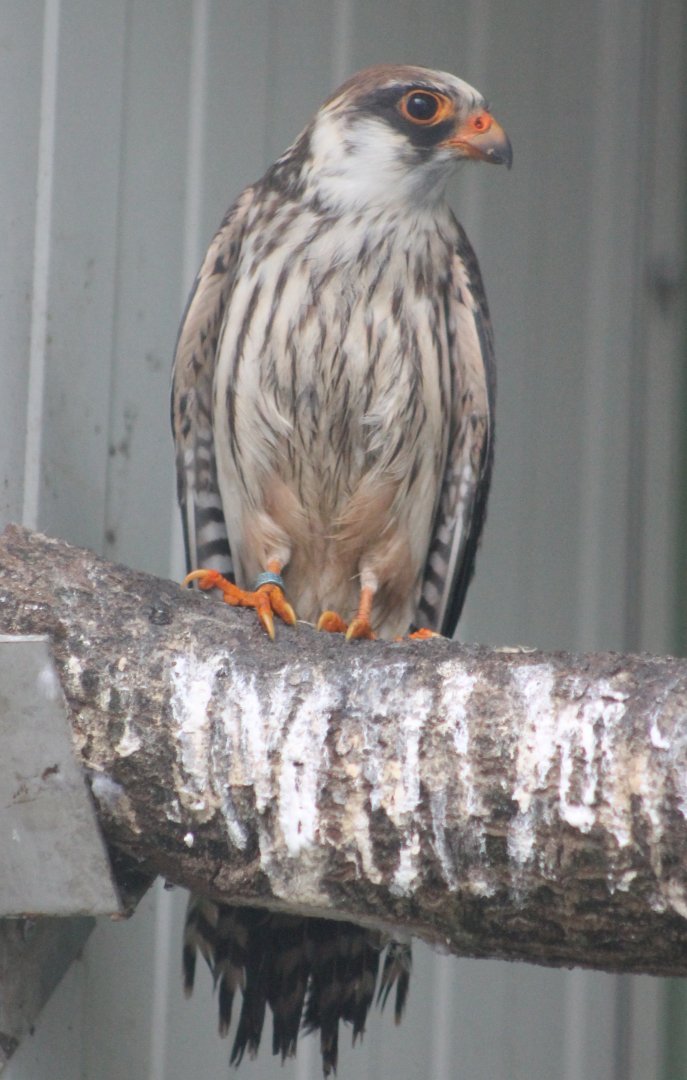 Red-footed falcon