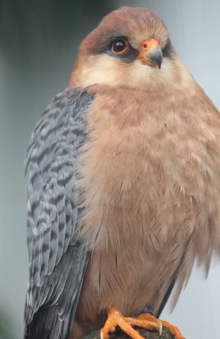 Red-footed falcon