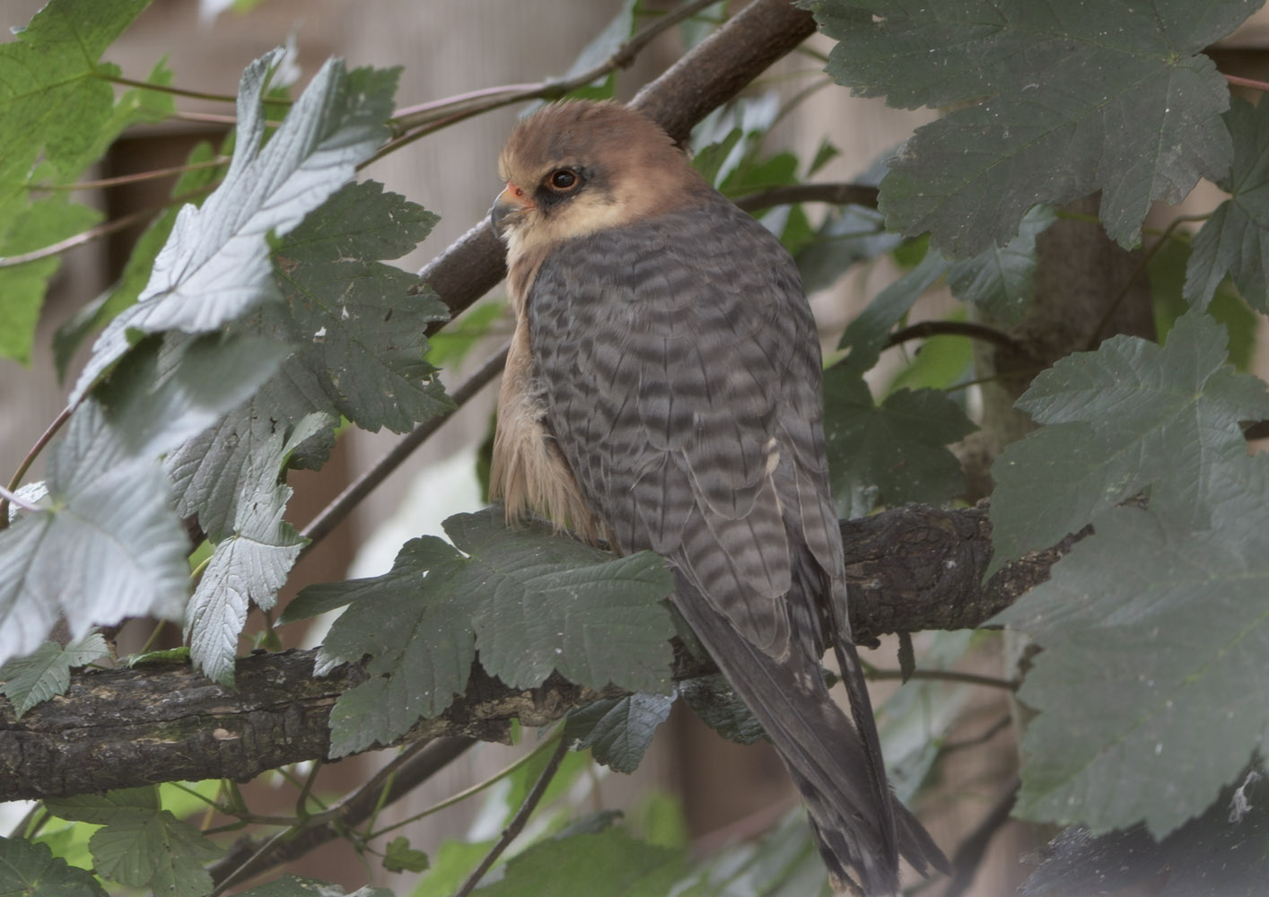 Red-footed falcon