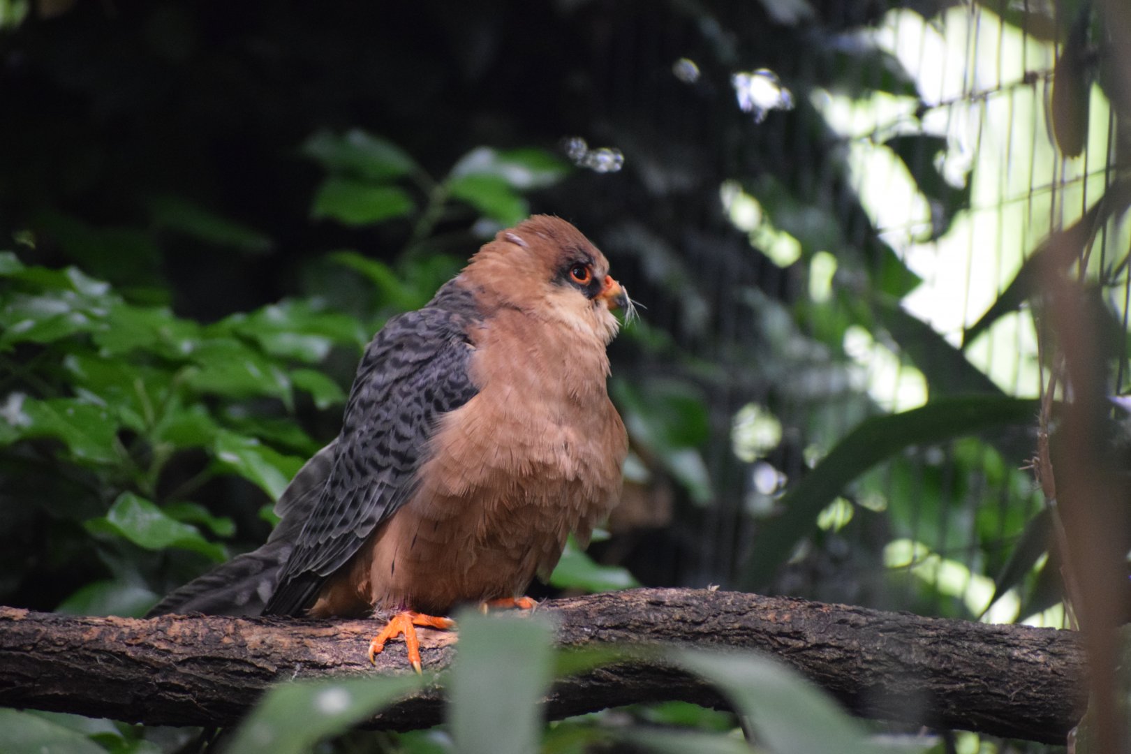 Red-footed falcon