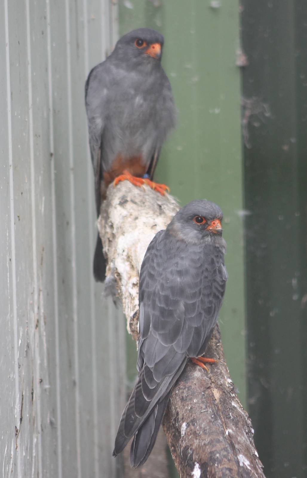 Red-footed falcons males