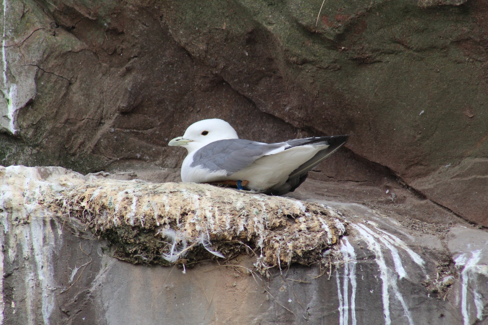Red-Footed Kittiwake