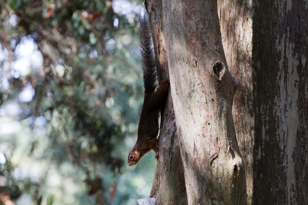 Red-footed Sun Squirrel