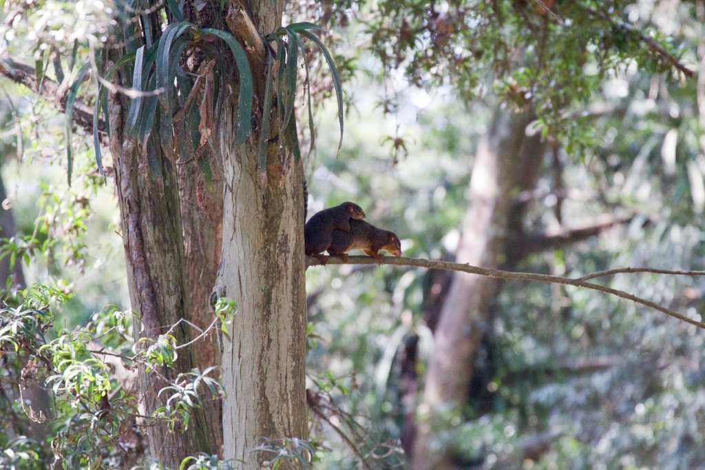 Red-footed Sun Squirrels