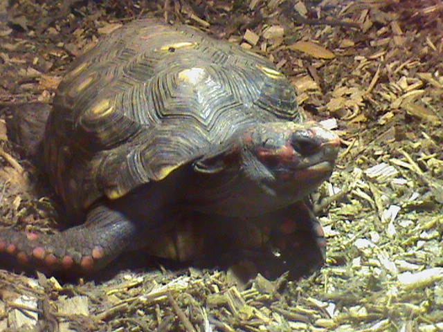red-footed tortoise 07/10