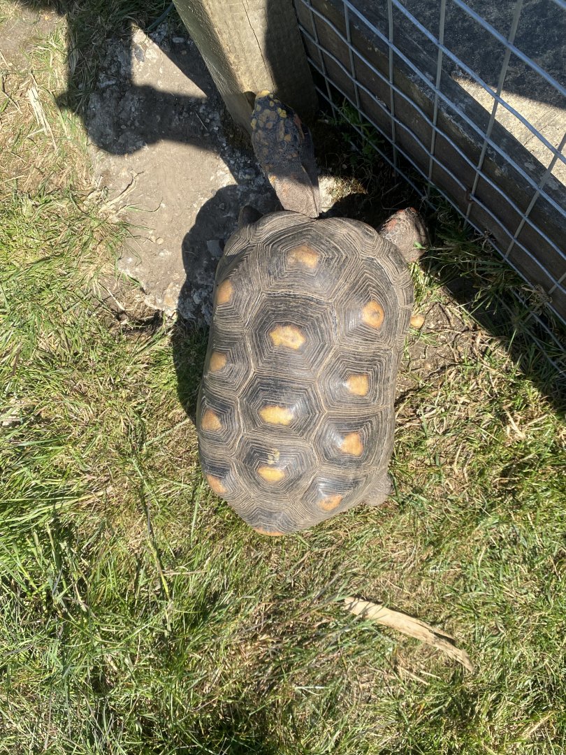 Red-footed tortoise 090525